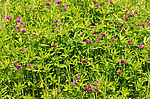 ������ ���������� (Trifolium alpestre)