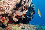 ������� ������� (Halocynthia sp)