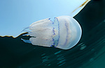 ������ ��������, Rhisostoma pulmo ( ������ ����, ��� ���������, �������, ����)