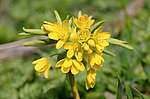 ������������ ��������, ��� �������� �������� (Gymnospermium odessanum) ������, �������