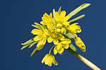������������ ��������, ��� �������� �������� (Gymnospermium odessanum) ������, �������