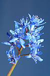 �������� ���������� (Scilla bifolia) ������, �������