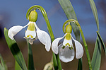 ���������� ������� (Galanthus elwesii) ������, �������