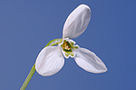 ���������� ������� (Galanthus elwesii) ������, �������