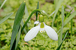���������� ������� (Galanthus elwesii) ������, �������