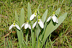 ���������� ������� (Galanthus elwesii) ������, �������