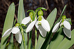 ���������� ������� (Galanthus elwesii) ������, �������