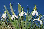 ���������� ������� (Galanthus elwesii) ������, �������