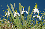 ���������� ������� (Galanthus elwesii) ������, �������
