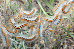 �������� - ���������� ����������, ���������� ���������, (Malacosoma castrensis L.) ����