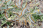 �������� - ���������� ����������, ���������� ���������, (Malacosoma castrensis L.) ����