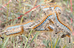 �������� - ���������� ����������, ���������� ���������, (Malacosoma castrensis L.) ����