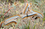 �������� - ���������� ����������, ���������� ���������, (Malacosoma castrensis L.) ����