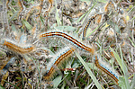 �������� - ���������� ����������, ���������� ���������, (Malacosoma castrensis L.) ����