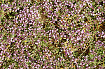 ������, ��� ������ (Thymus sp) ����