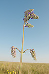 ������ ���������� (Salvia nutans Lamiac) ����