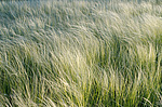 ������ (Stipa sp.) ����