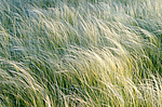������ (Stipa sp.) ����