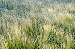 ������ (Stipa sp.) ����