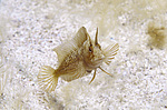 ���������������� ������� �������  (Blennius tentacularis, Parablennius tentacularis) ������ ����