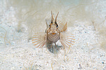 ���������������� ������� �������  (Blennius tentacularis, Parablennius tentacularis) ������ ����