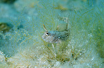 ���������������� ������� �������  (Blennius tentacularis, Parablennius tentacularis) ������ ����