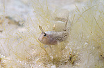 ���������������� ������� �������  (Blennius tentacularis, Parablennius tentacularis) ������ ����