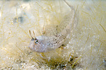 ���������������� ������� �������  (Blennius tentacularis, Parablennius tentacularis) ������ ����
