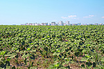 ������������ ���������� (Helianthus annuus)