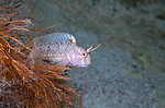 ���������������� ������� �������, ������� ������� ������ (Blennius tentacularis, Parablennius tentacularis)  