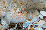 ���������������� ������� �������, ������� ������� ������ (Blennius tentacularis, Parablennius tentacularis)  