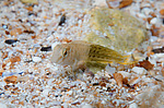 ������������ ������� ������, ��� ������� ������� ������� (Parablennius sanguinolentus) �����