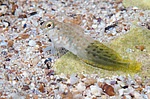 ������������ ������� ������, ��� ������� ������� ������� (Parablennius sanguinolentus) �����