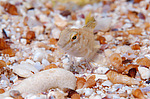 ������������ ������� ������, ��� ������� ������� ������� (Parablennius sanguinolentus) �����
