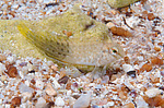 ������������ ������� ������, ��� ������� ������� ������� (Parablennius sanguinolentus) �����