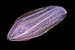 ������ ��������� ����� (Beroe ovata)