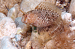 ���������������� ������� �������, ������� ������� ������ (Blennius tentacularis, Parablennius tentacularis)  