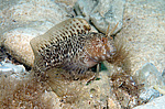 ���������������� ������� �������, ������� ������� ������ (Blennius tentacularis, Parablennius tentacularis)  
