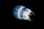 ������ ��������  (Rhisostoma pulmo)