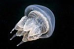 ������ ��������  (Rhisostoma pulmo)