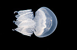 ������ ��������  (Rhisostoma pulmo)