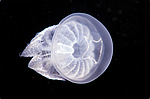 ������ ��������  (Rhisostoma pulmo)
