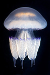 ������ ��������  (Rhisostoma pulmo)