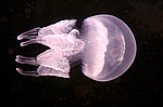 ������ ��������  (Rhisostoma pulmo)