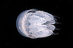 ��������� ������� ����: arrel jellyfish or dustbin-lid jellyfish (Rhisostoma pulmo)   