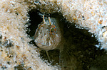 ���������������� ������� �������, ������� ������� ������ (Blennius tentacularis, Parablennius tentacularis)  