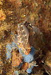������� ������� ��������� (Parablennius zvonimiri)