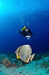 ������� ( Platax Teira ) ������������ ���� ��� �������� , ��������� ���������� , ����-���- ����, ������� ���� , �����
