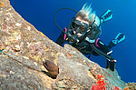 ���������� ������ (Gymnothorax javanicus) ������� ���� ������, ������