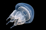 ������ �������� (Rhisostoma pulmo)